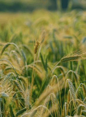 Khicha Fertilizer.pdf (39)